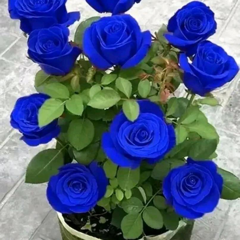 可心❤️❤️❤️❤️