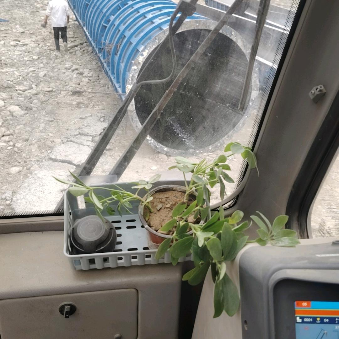 开车只开黄色车