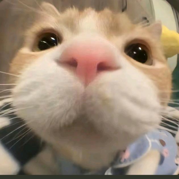 柚子叶