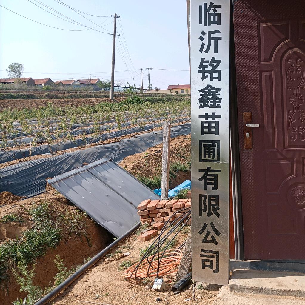 莒南铭鑫蓝莓苗圃基地