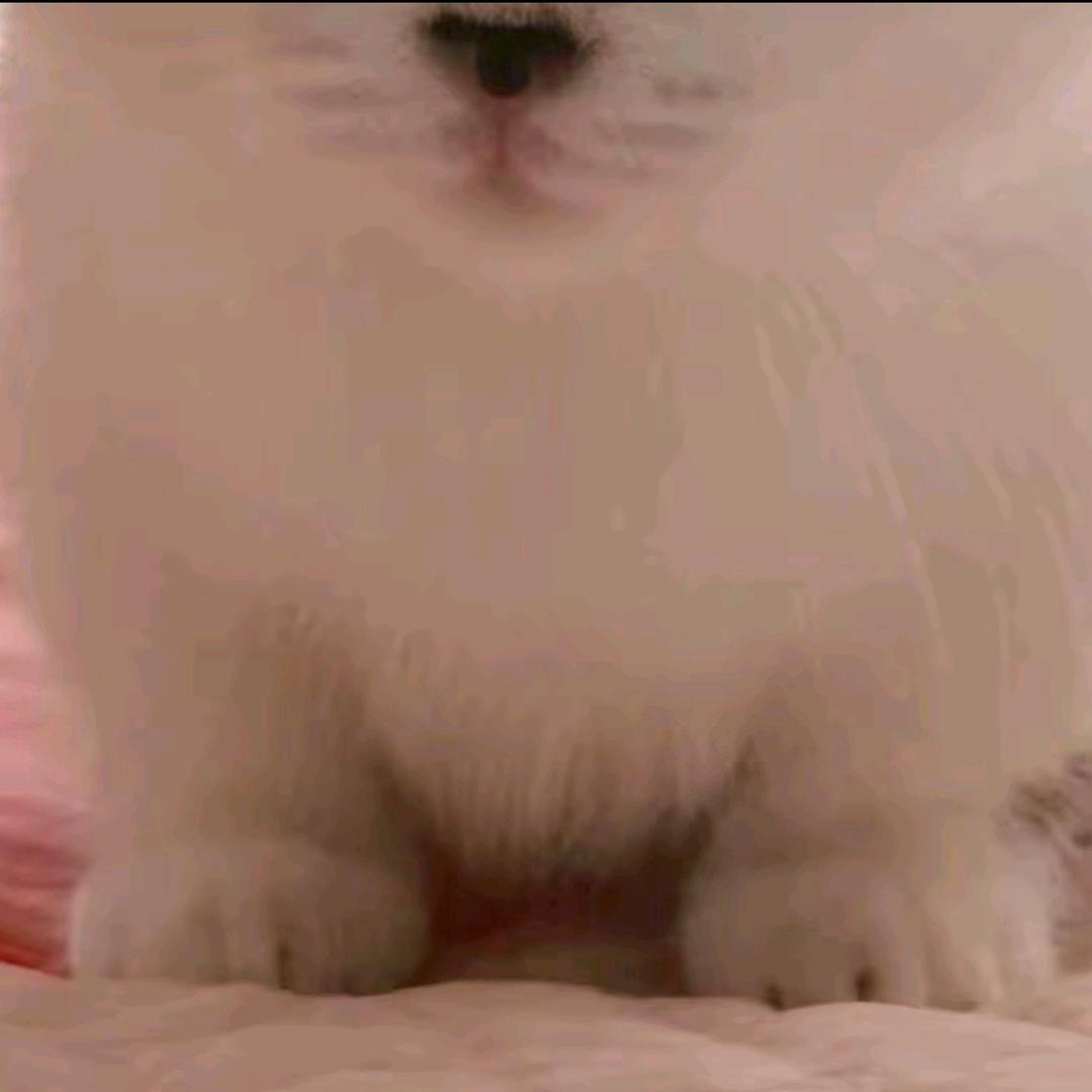 爱吃面条