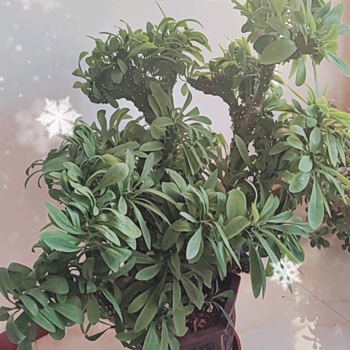王茂才