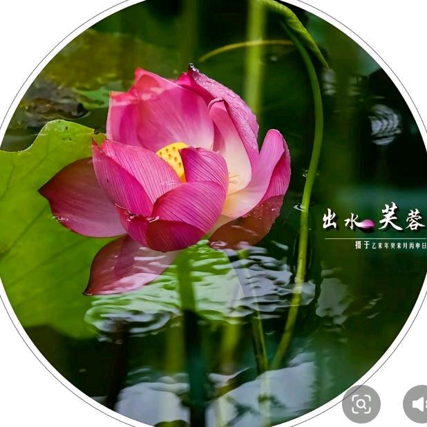 唐芬ku