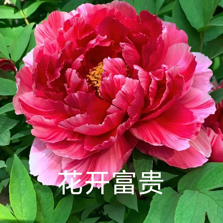 熙航奶奶