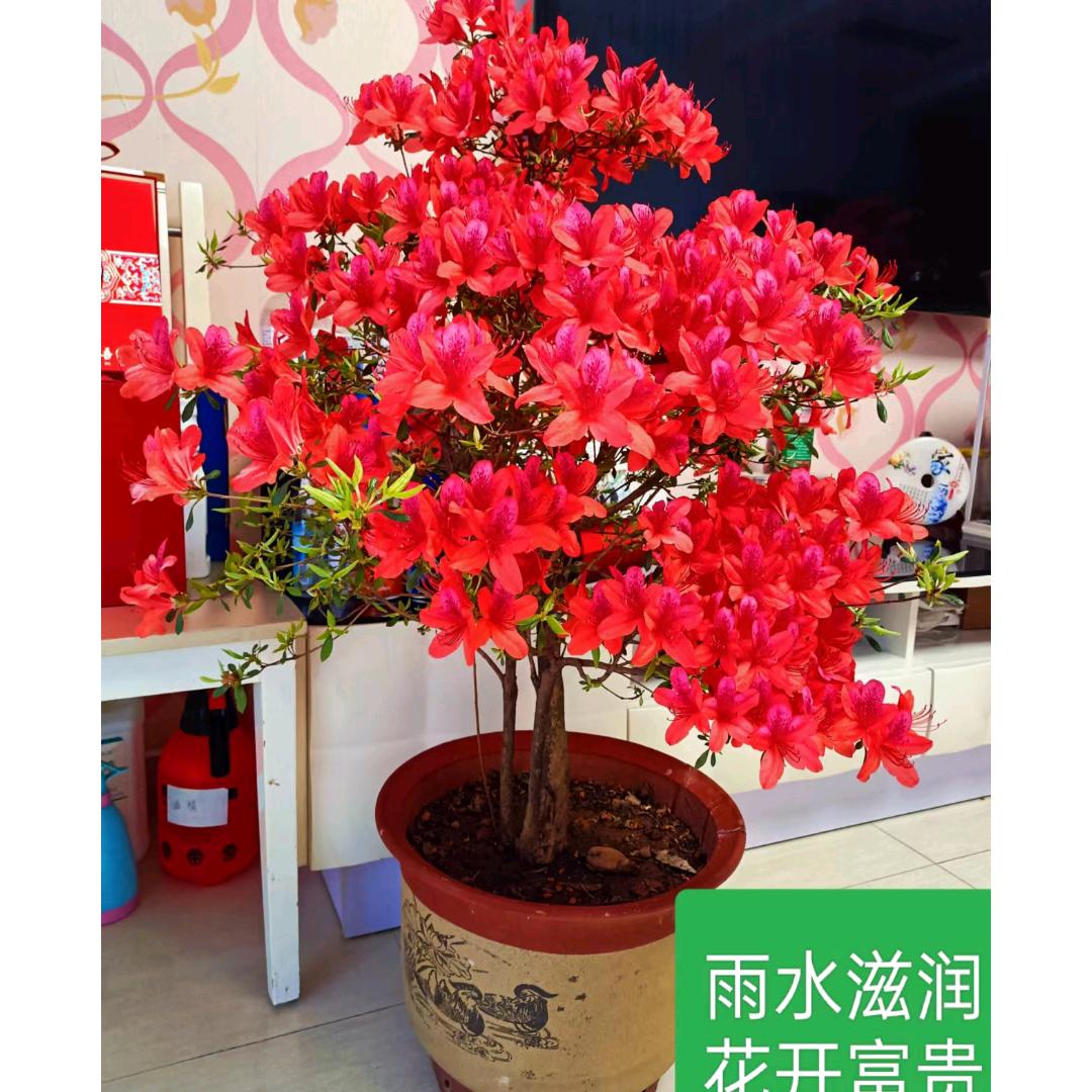 聊天唱歌代做红娘