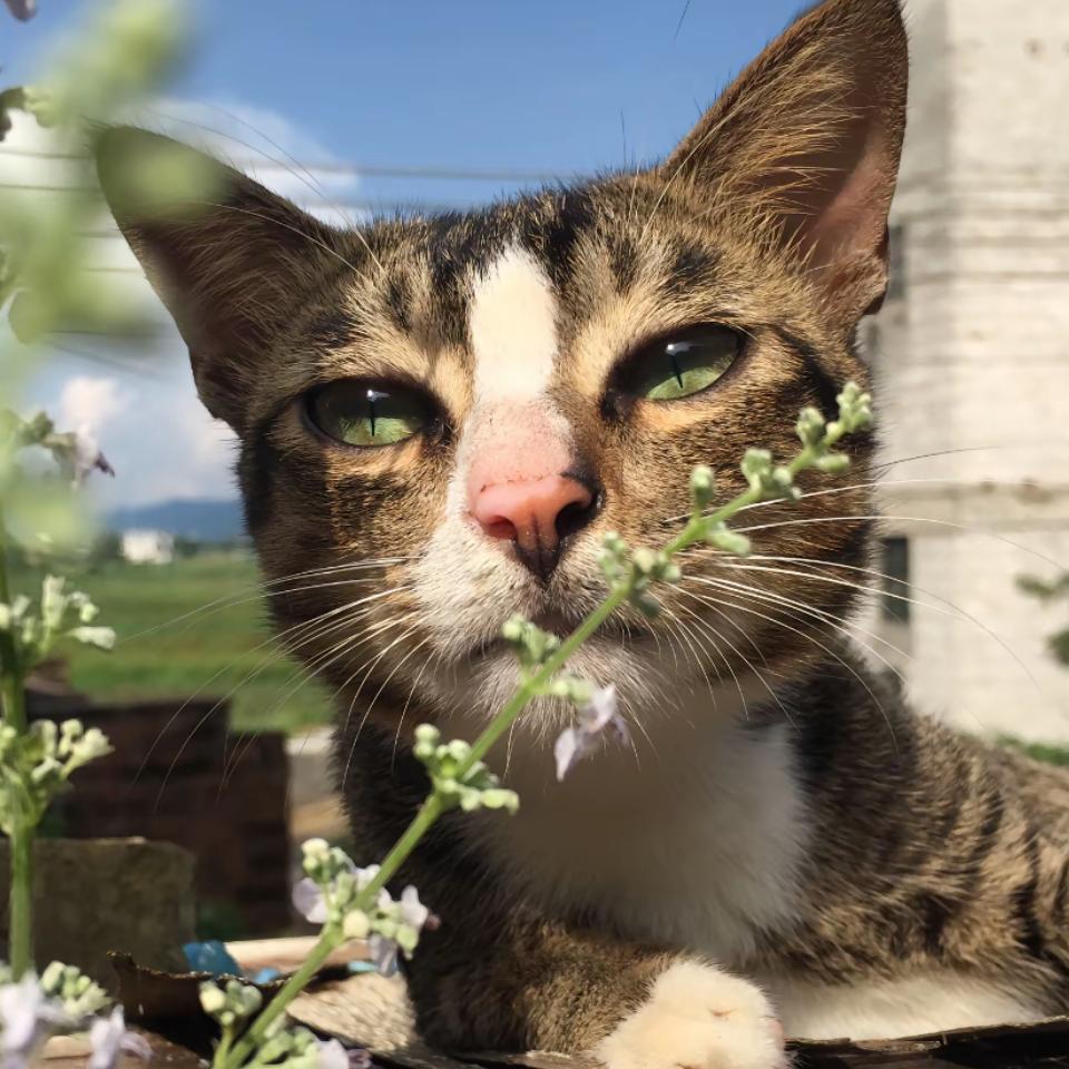 酷狗