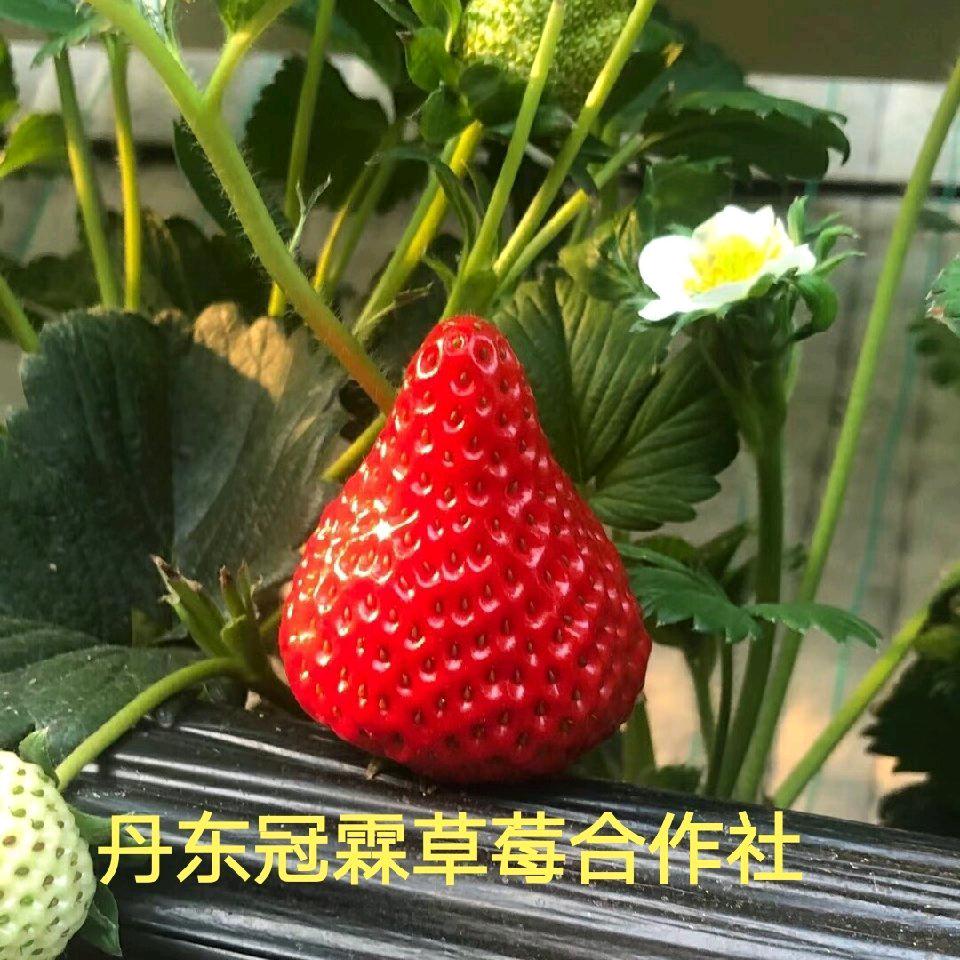 丹东冠霖果蔬合作社