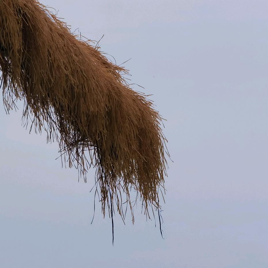 淼淼不吃鱼