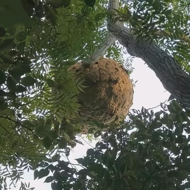 龙哥户外追蜂