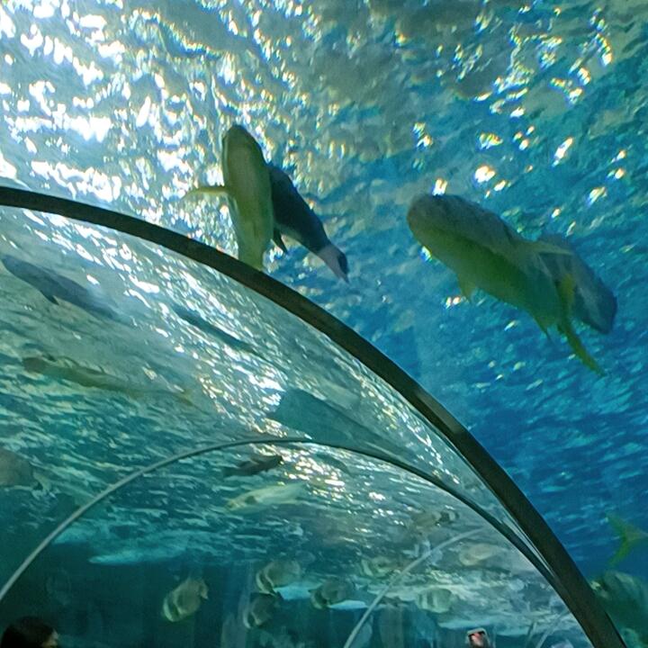 一匹狼