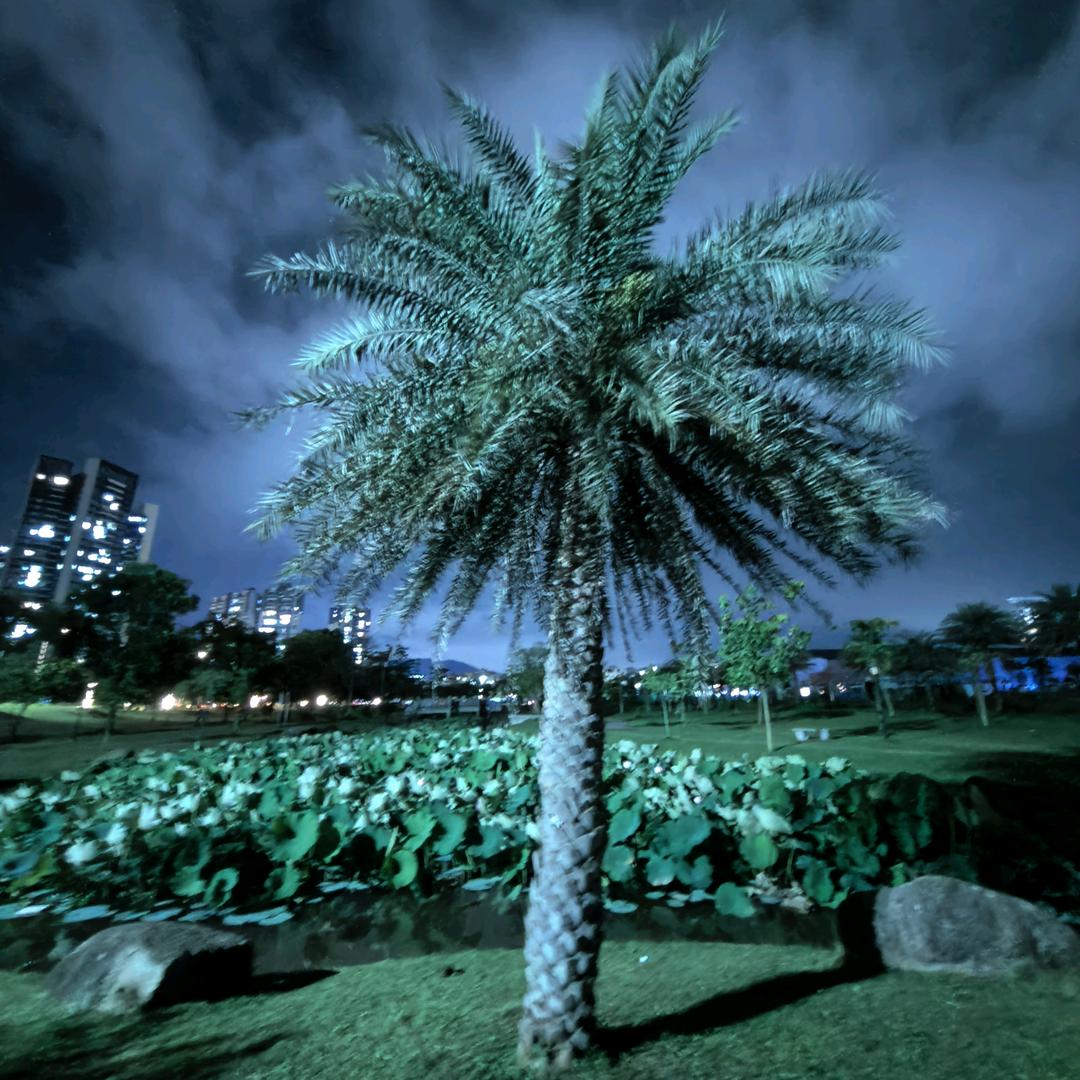 露营 ing 羊羊羊