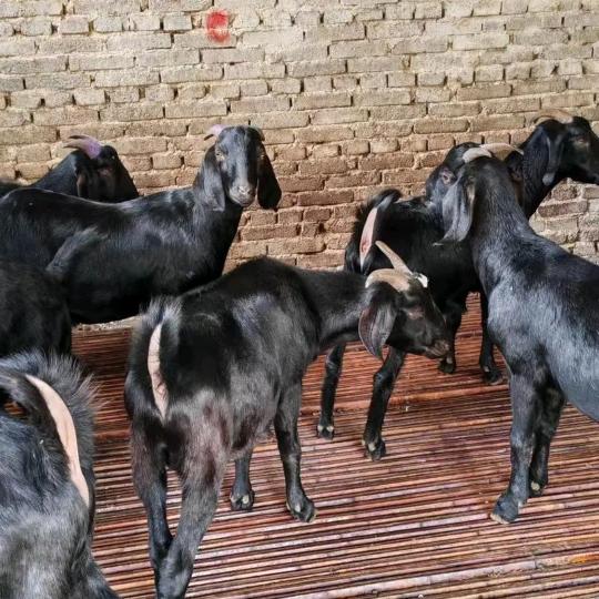 ☞♥好运加倍♥☜