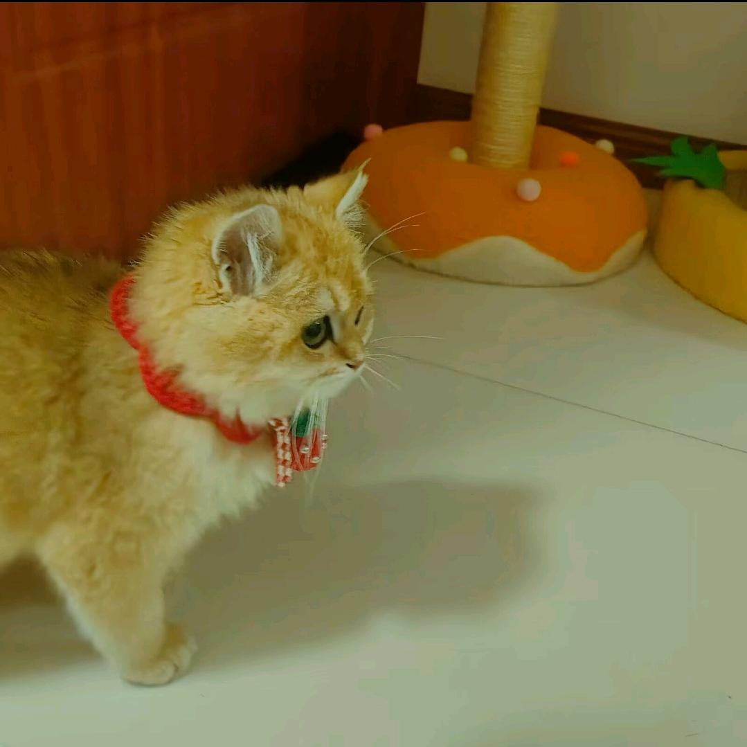 团团的撒娇日常