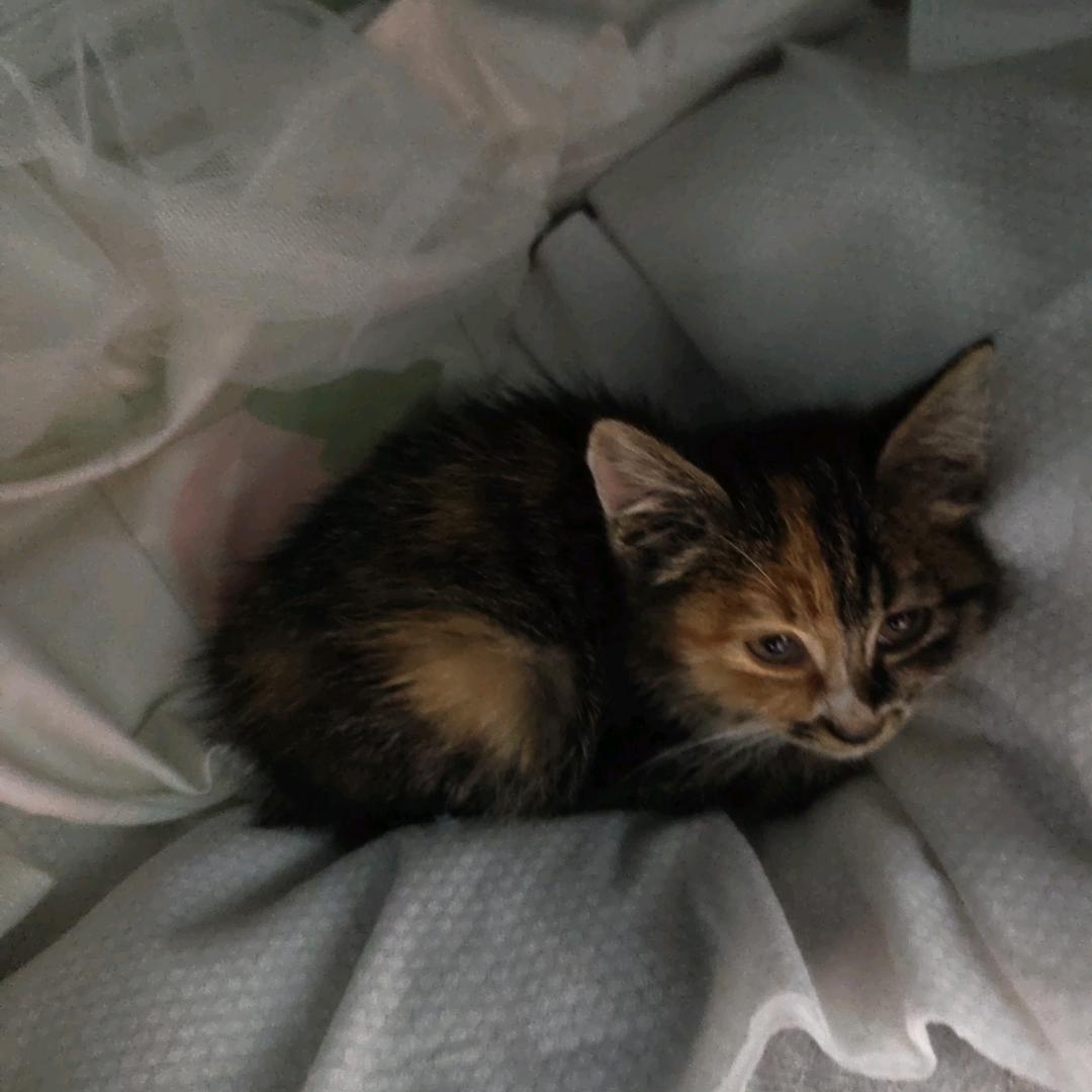 浪浪(后续🍅）