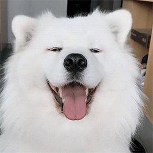 煎bingo子~