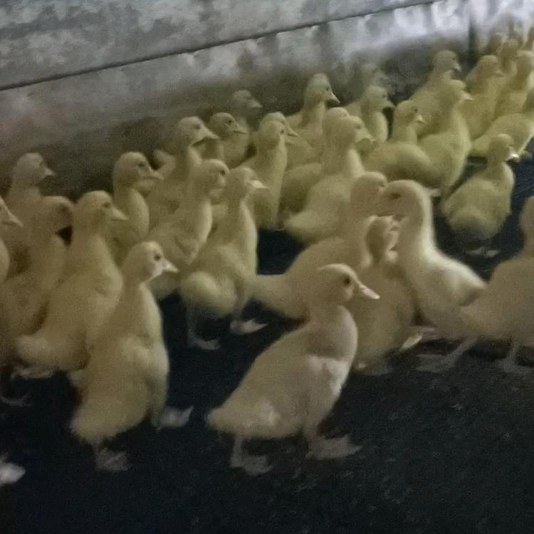 南三鹏哥鸡鸭苗