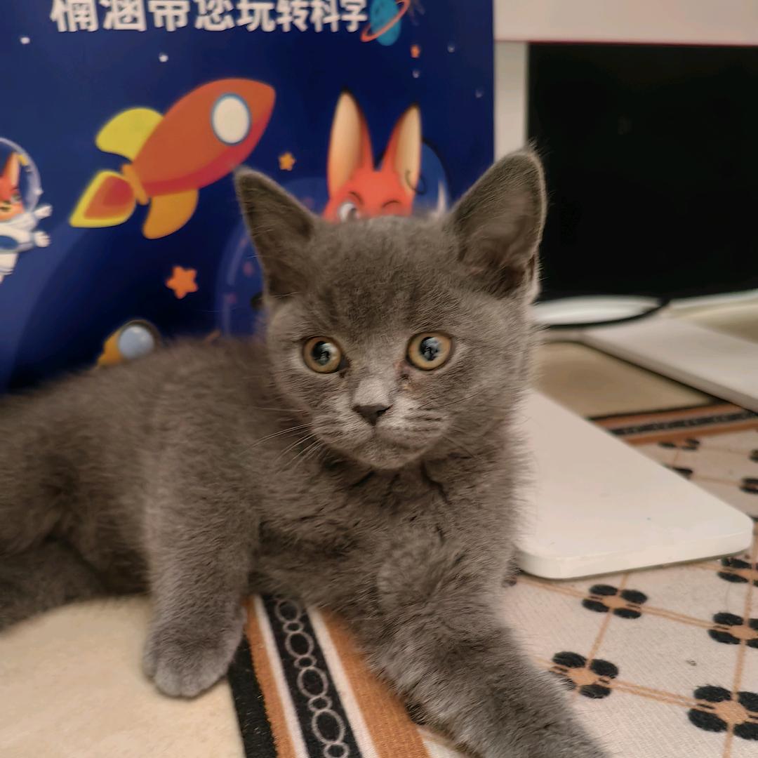 王铁柱头像