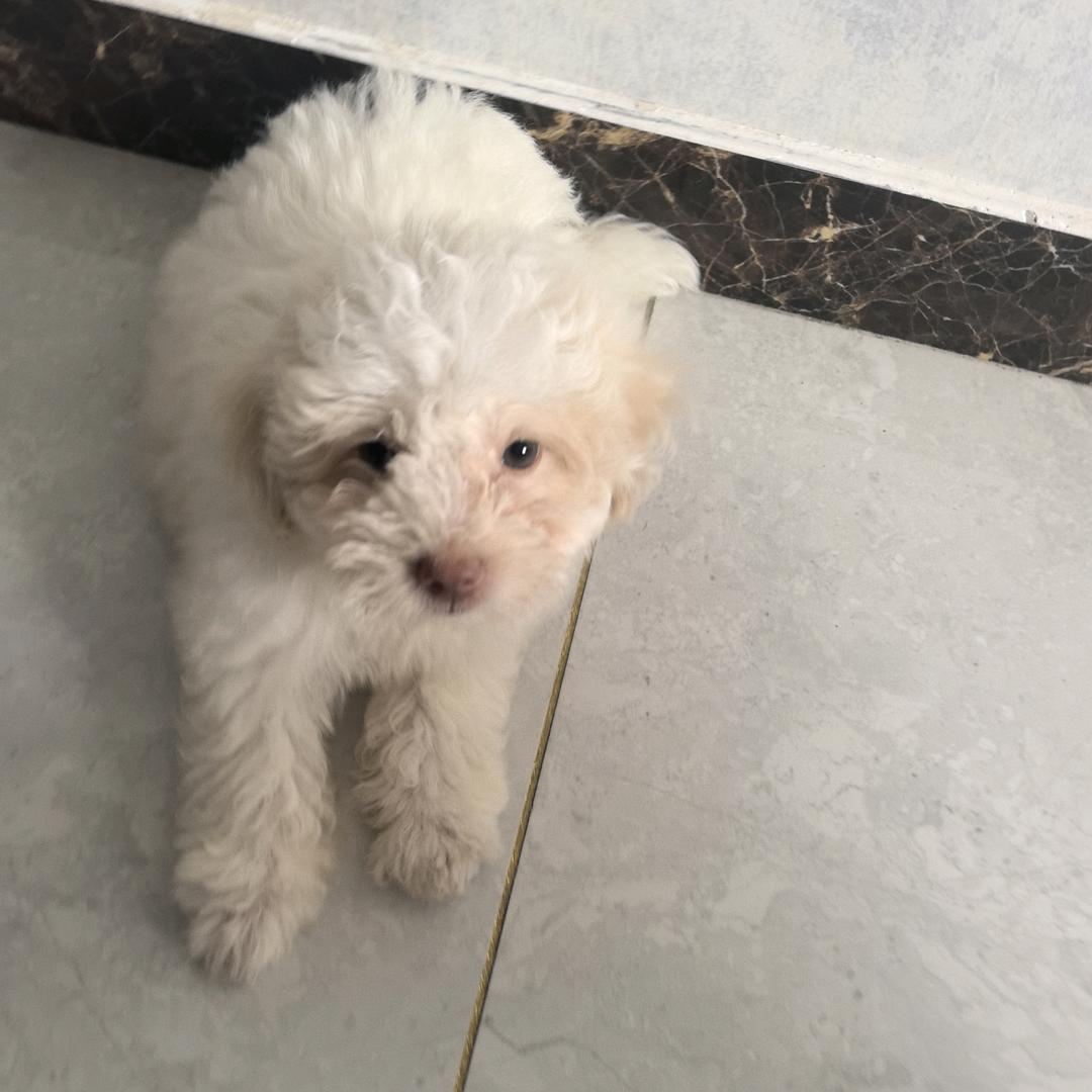 胖胖小帅哥🐾
