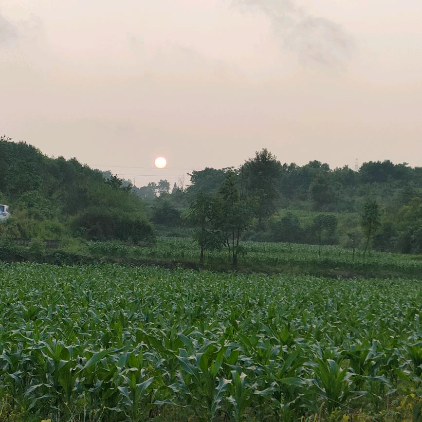 白露为霜