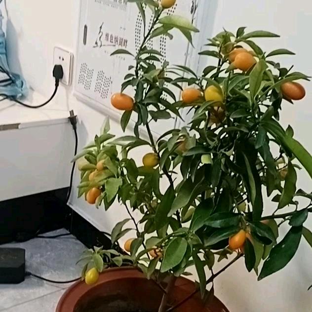 感恩的心