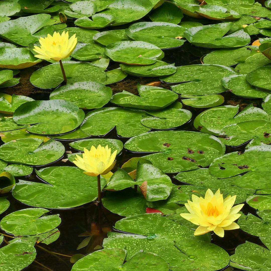 🌈🌈过眼飘散