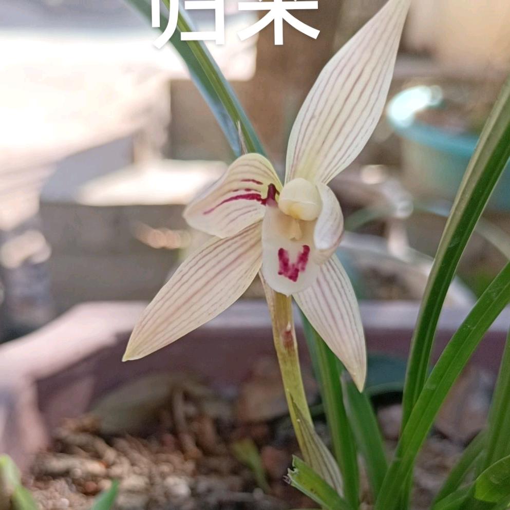 垚鑫