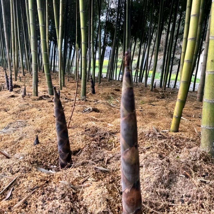 小哥农货优选