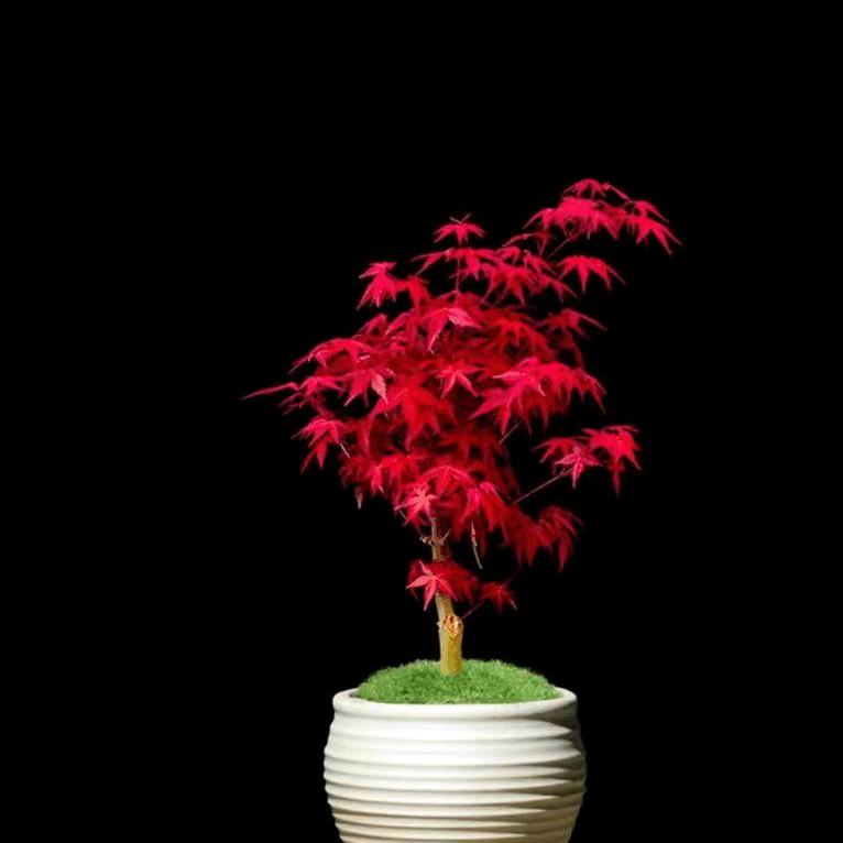 树叶间绿植基地