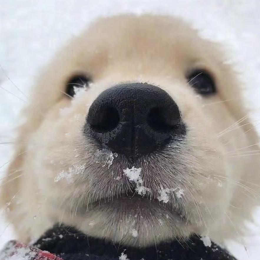 鸡毛大王🐶
