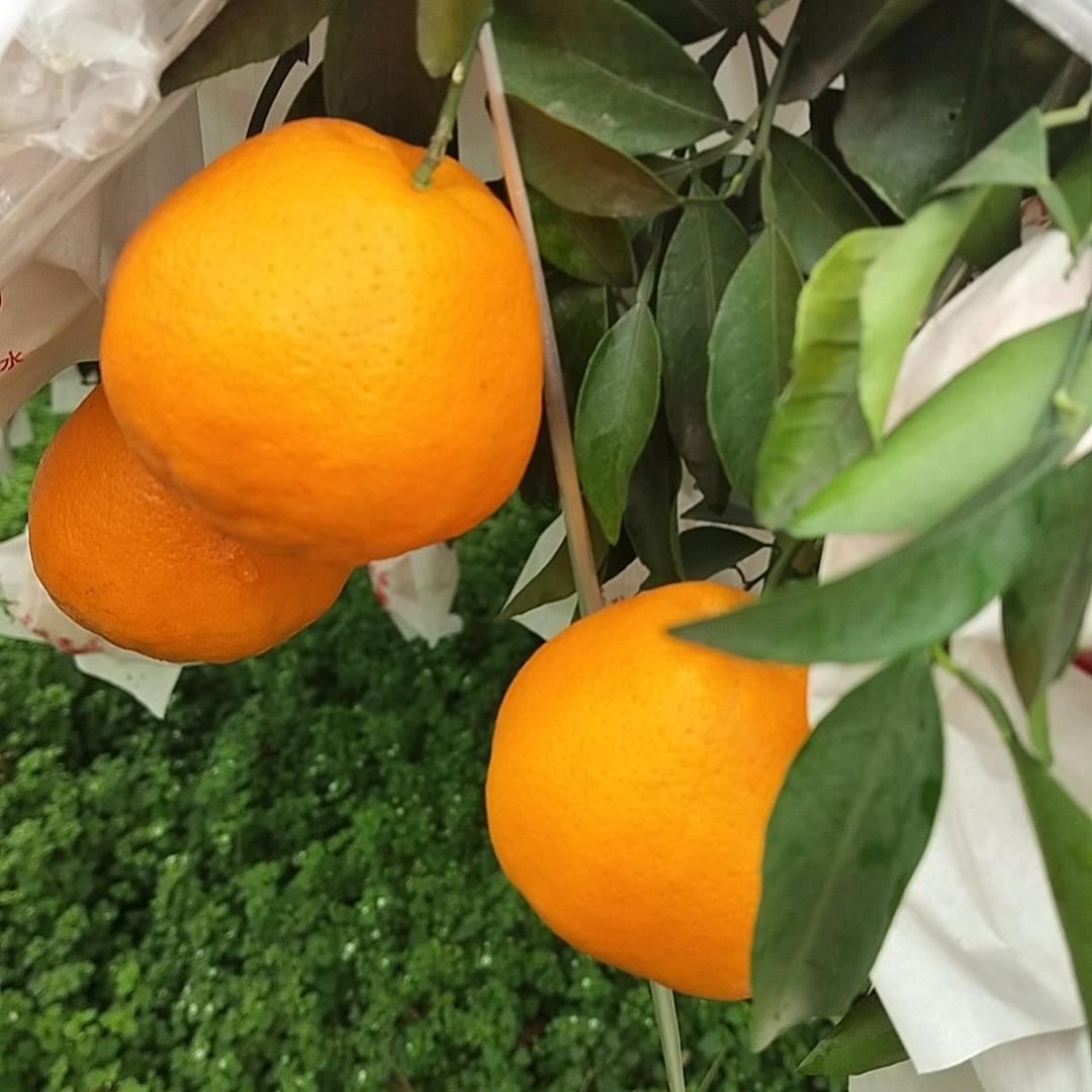 我心随梦，自家果园种植各种柑橘，很高兴