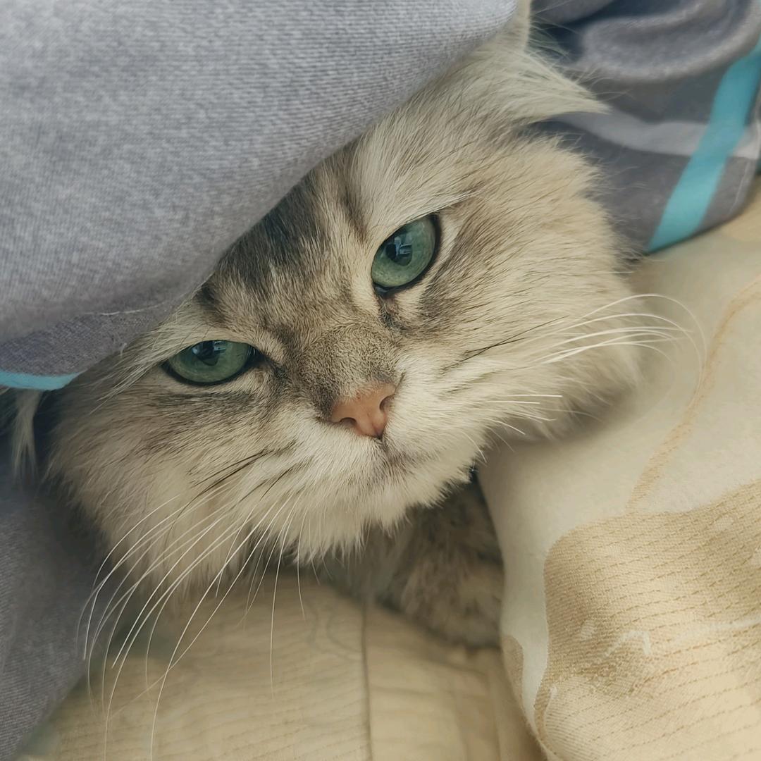 咕噜噜的咕噜猫