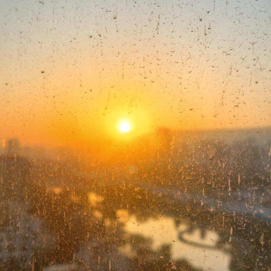 太阳花