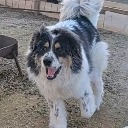 三色黑白花草地笨蒙古獒，