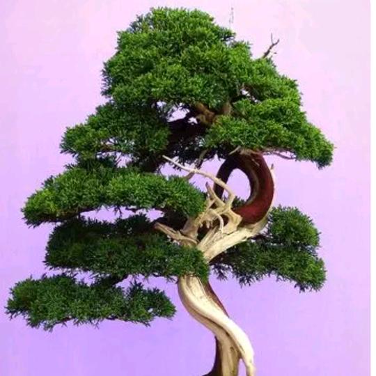 春语园林花卉