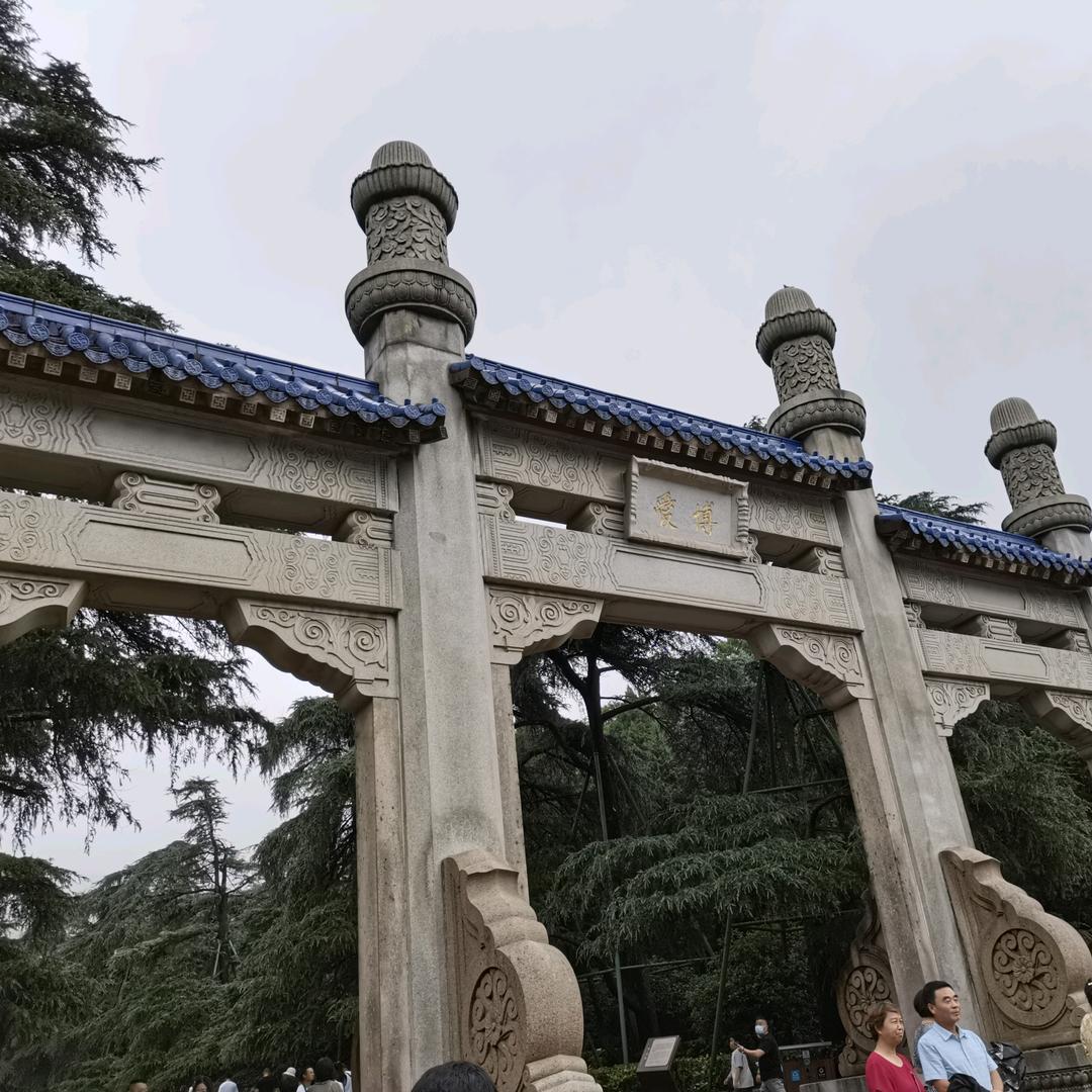 大白杨