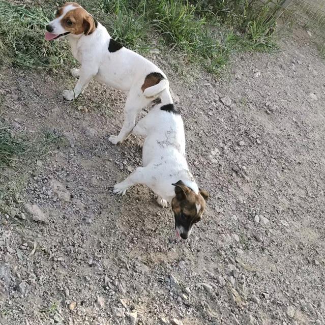 -杰克罗素梗🐕繁训基地