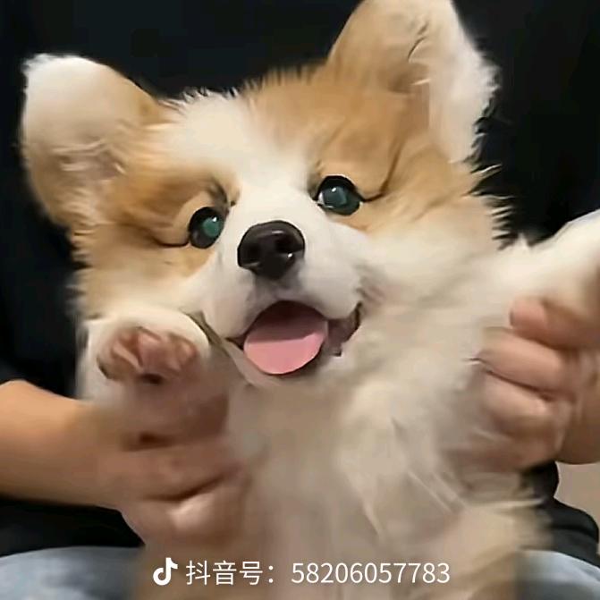 望愿