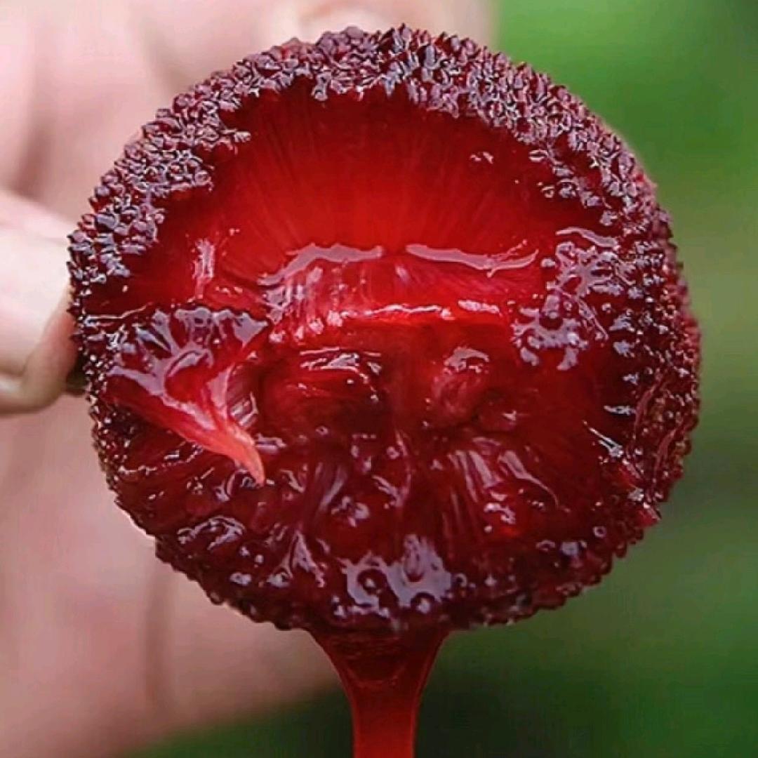 琪瑜仙居杨梅果园