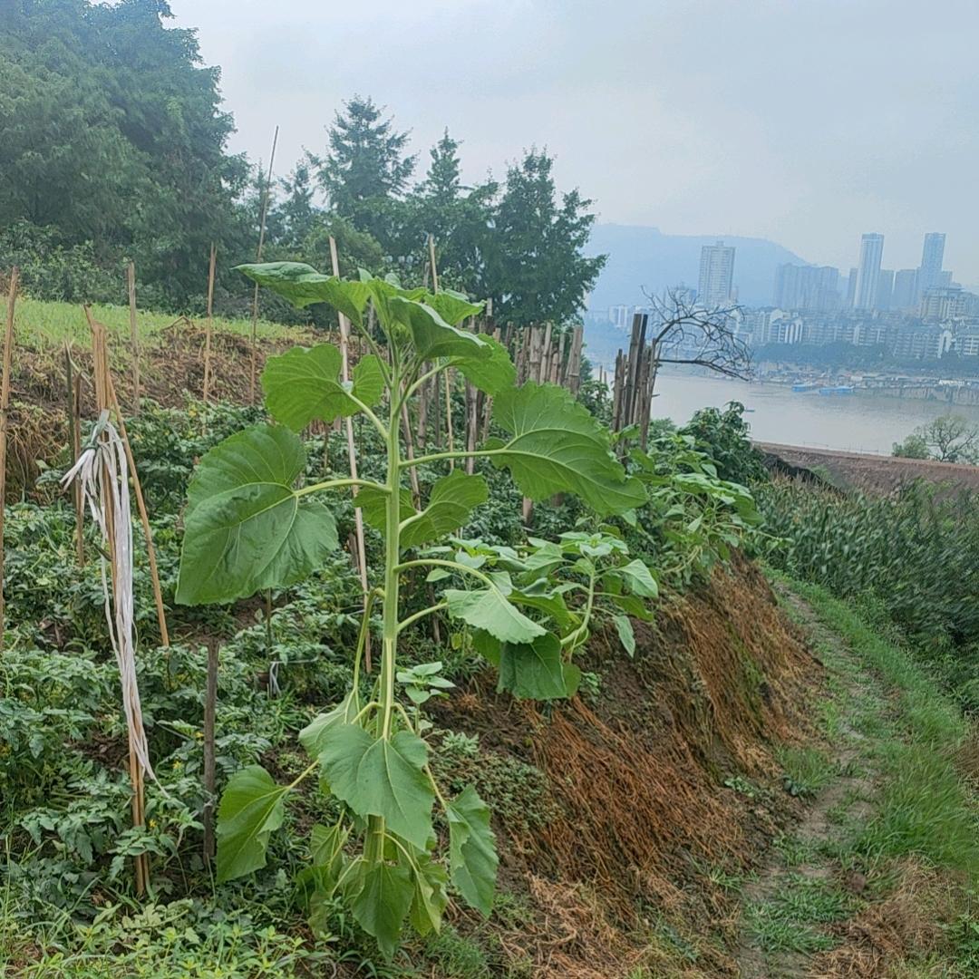 事事有着落，件件有回音，句句不好听！