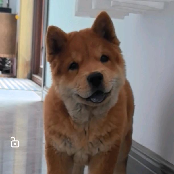 豫宏｛田园犬｝