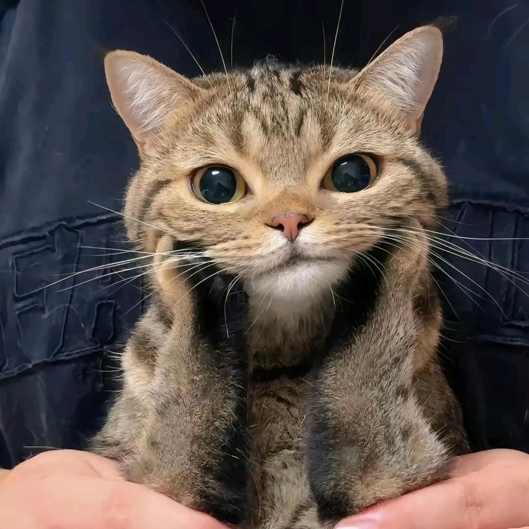 Oo