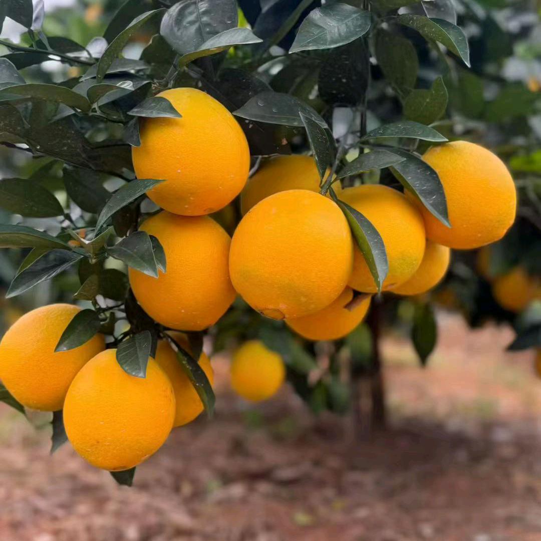 村超百香果 小娜