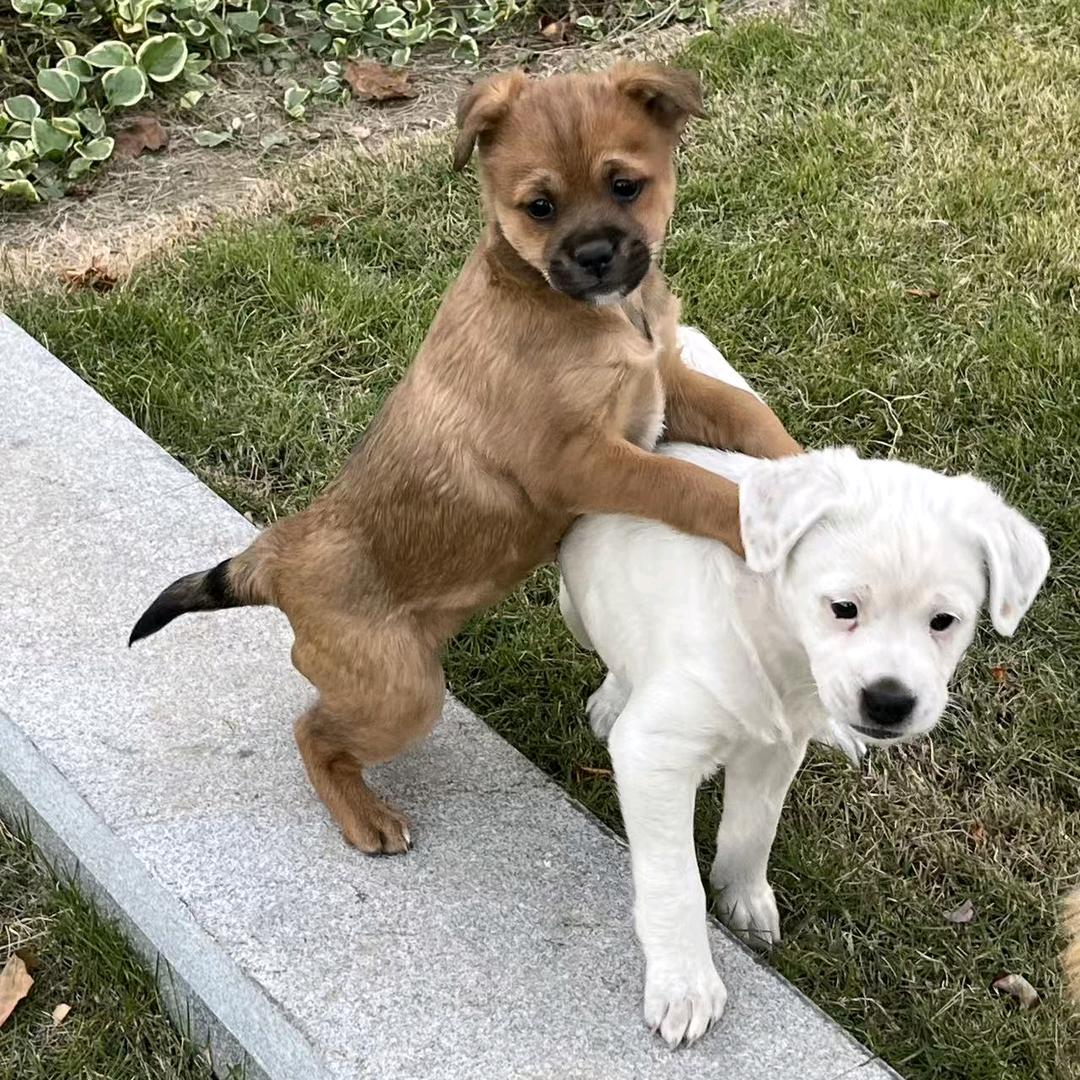 上海流浪动物爱心领养