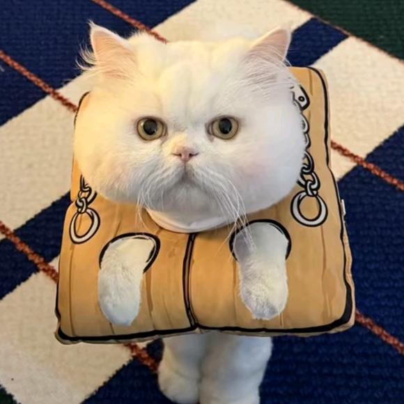 ʕ̯•͡˔•̯᷅ʔ