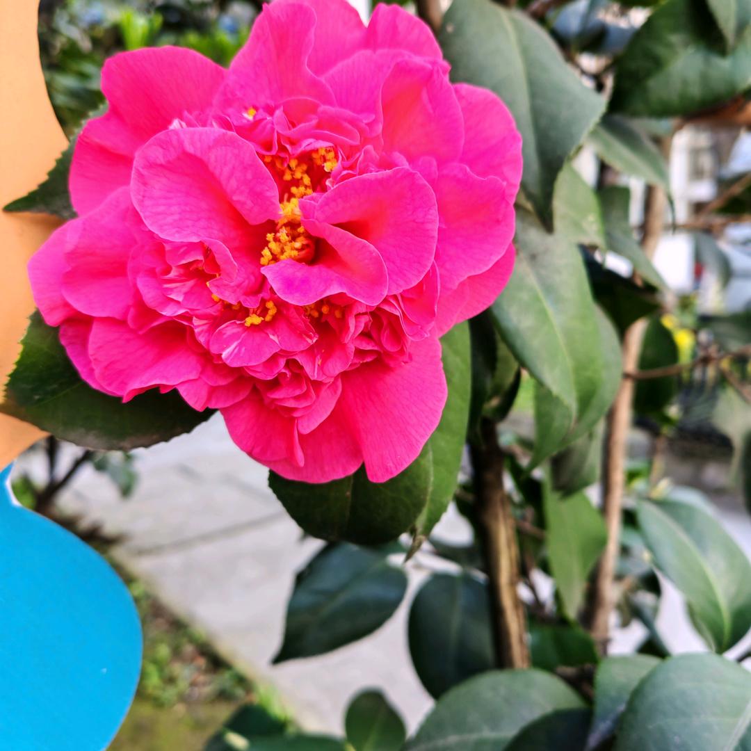 春天的燕子