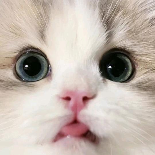 这杯我干了(自习版）