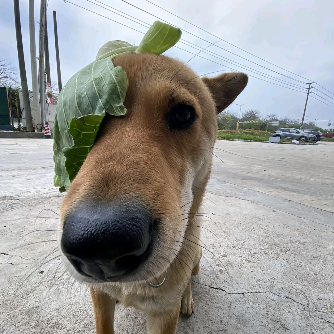 阿鱼