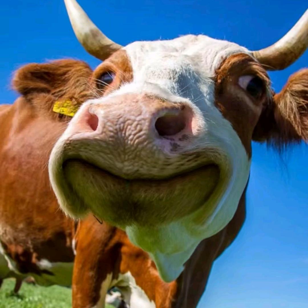 牛牛（三角洲行动）