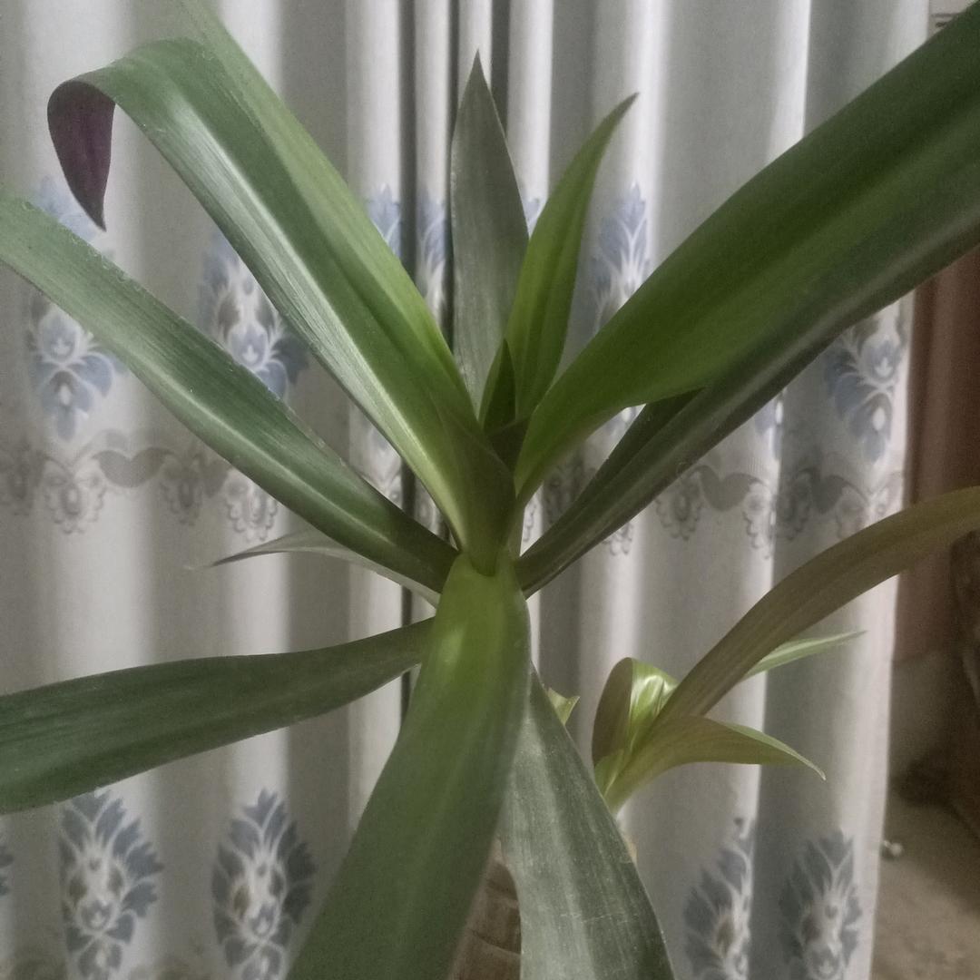 用真心爱一个人，去输的一踏糊涂