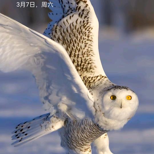 叫我咪咪头像